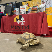 turtle event