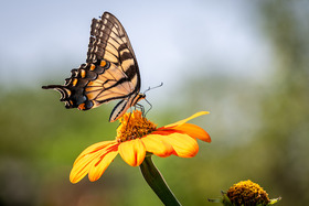 Remsberg-butterfly